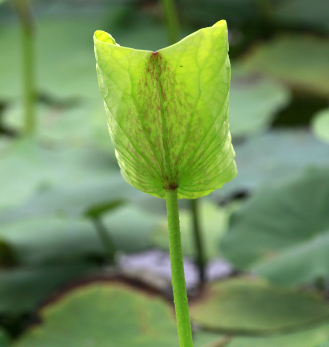 陈都灵发布红毯造型写真 百褶荷叶长裙溢彩流光